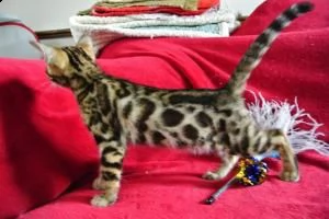 gattini del bengala disponibili