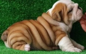 akc ha registrato cuccioli bulldog inglese | Foto 0