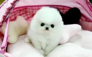 cuccioli di razza pomerania disponibili