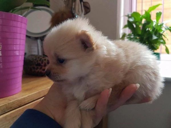 bellissimo cucciolo pomeranian | Foto 3