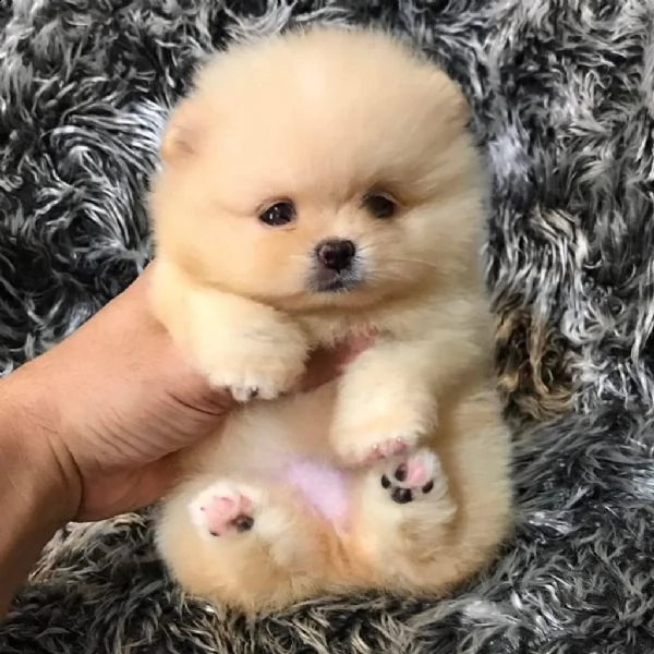 bellissimo cucciolo pomeranian | Foto 2
