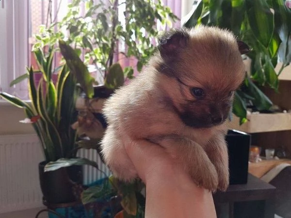 bellissimo cucciolo pomeranian