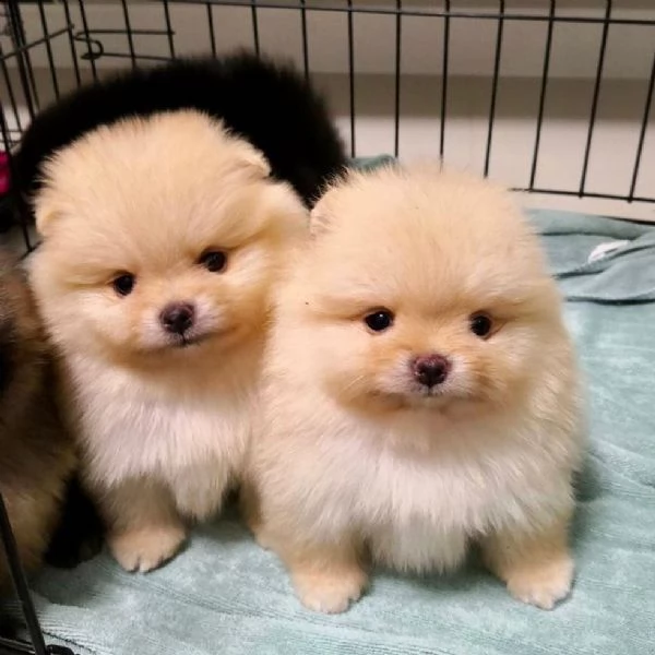 bellissimo cucciolo pomeranian | Foto 0