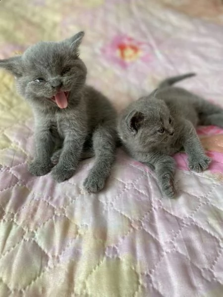 gattini british shorthair in vendita | Foto 1
