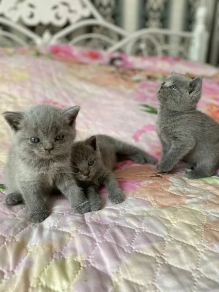 gattini british shorthair in vendita | Foto 0