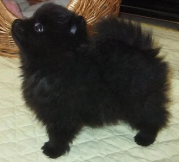 regalo  volpino pomerania mini toy | Foto 0