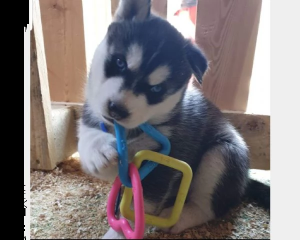 cuccioli di siberian husky