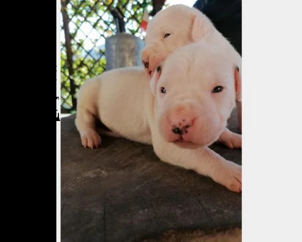 cuccioli dogo argentino