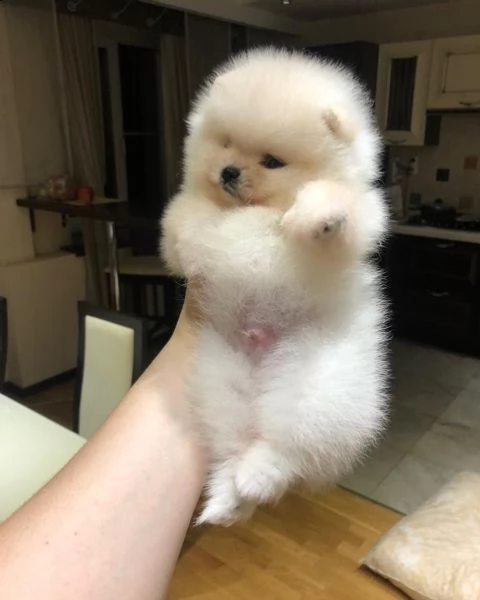 bianca volpino pomerania mini toy 