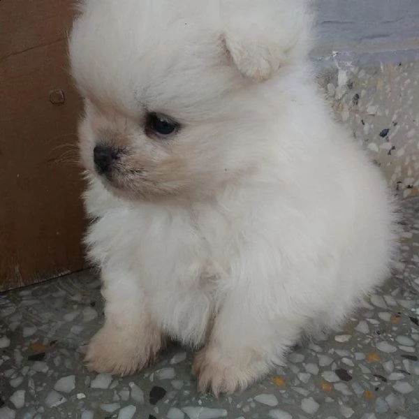 bianca volpino pomerania mini toy  | Foto 0