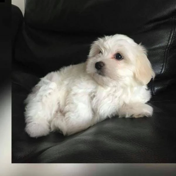maltese mini toy | Foto 0