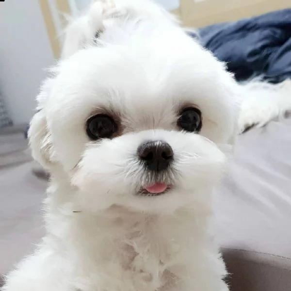  regalo maltese | Foto 0