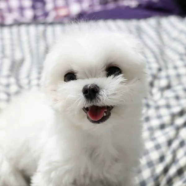 maltese cuccioli ::::::::