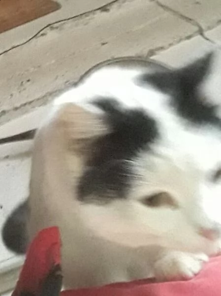 regalo gattino | Foto 0