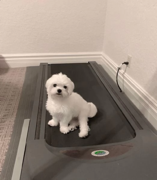 regalo maltese | Foto 0