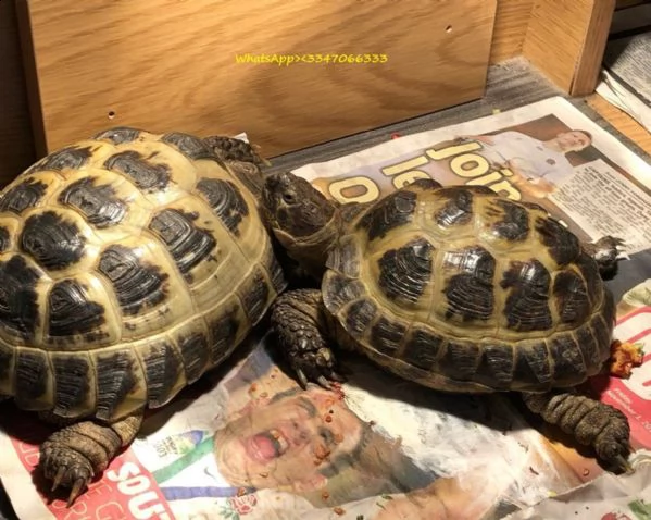 tartarughe di terra horsefield con certificazione cites | Foto 1