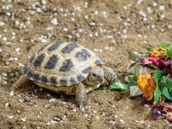 tartarughe di terra horsefield con certificazione cites | Foto 0