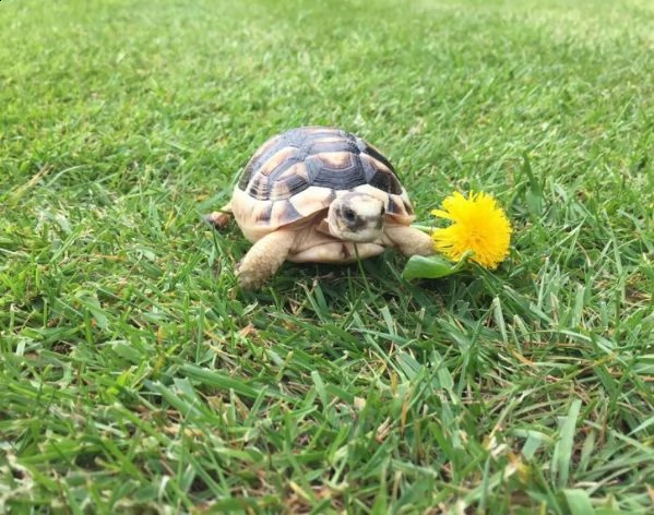 tartarughe di terra horsefield con certificazione cites