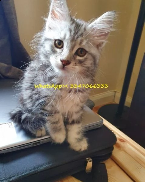 maine coon di 75gg minuti di documentazione | Foto 0