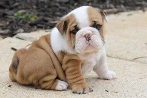 cuccioli bulldog inglese maschio e femmina