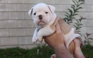 cuccioli bulldog inglese maschio e femmina | Foto 0