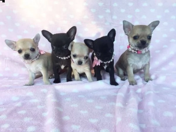 chihuahua ipertipici toy