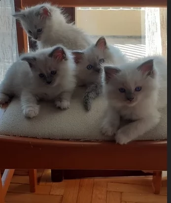  gattini pura razza ragdoll | Foto 0