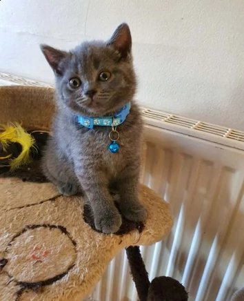 cuccioli british shorthair blue