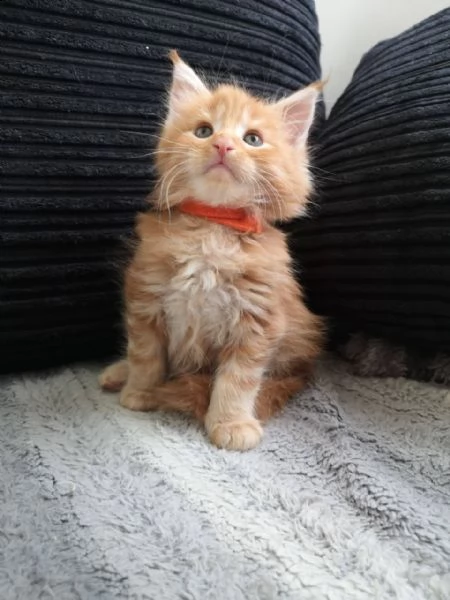 maine coon 3 mesi | Foto 1