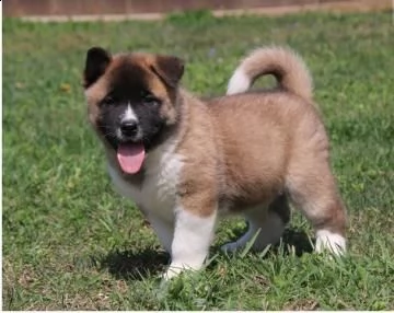 splendida cucciolata di akita americano