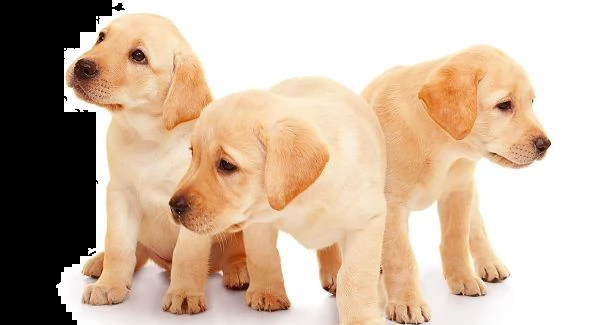 stupende cuccioli di larador retriever