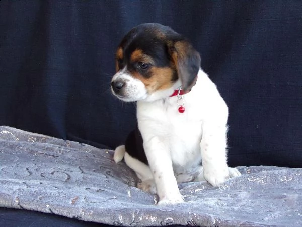 questi dolci cuccioli di beagle | Foto 0