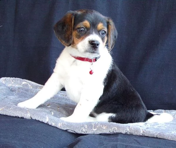 questi dolci cuccioli di beagle