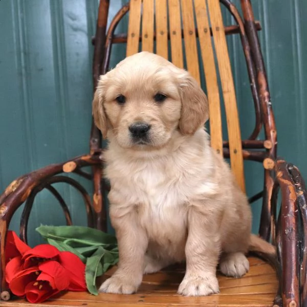 golden retriever ottimista | Foto 0