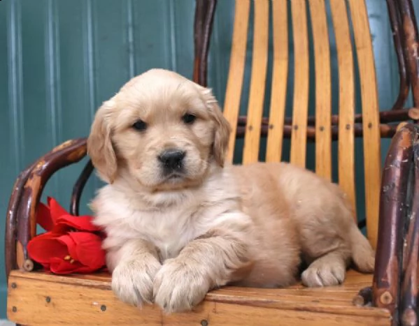 golden retriever ottimista