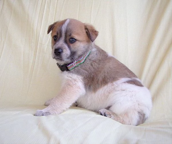 affettuoso pastore australiano | Foto 0