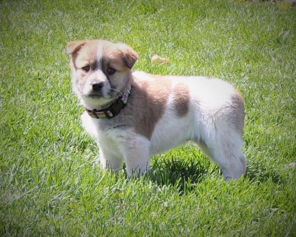 affettuoso pastore australiano