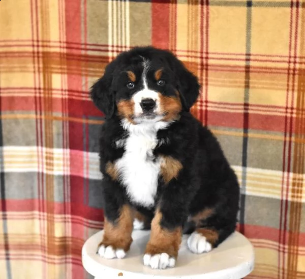 splendido cane da montagna bernese | Foto 0