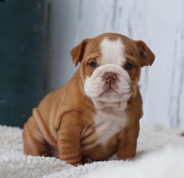 bulldog inglese dolce