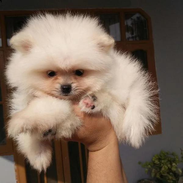  regalo  volpino pomerania mini toy  | Foto 0