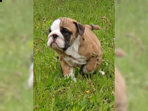 cuccioli di bulldog inglesi pronti per una nuova casa