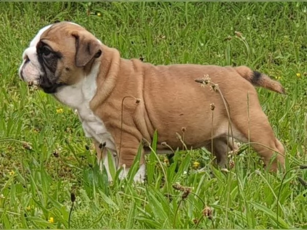 cuccioli di bulldog inglesi pronti per una nuova casa | Foto 0