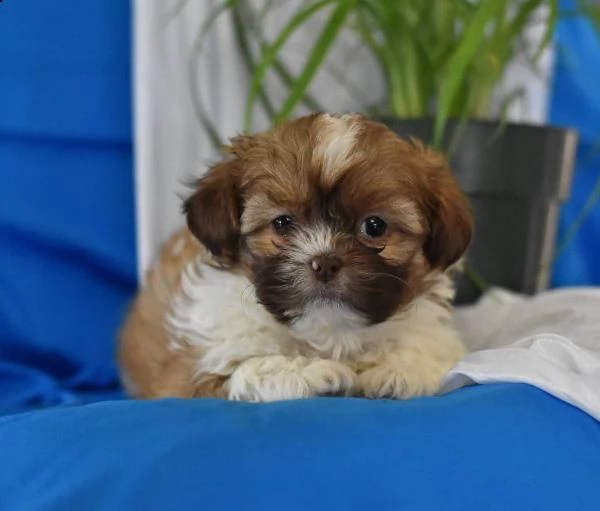 splendido shih tzu