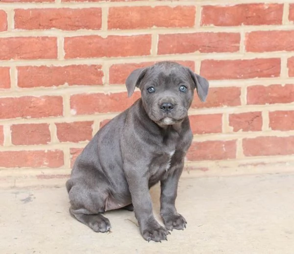 delizioso cane corso | Foto 0