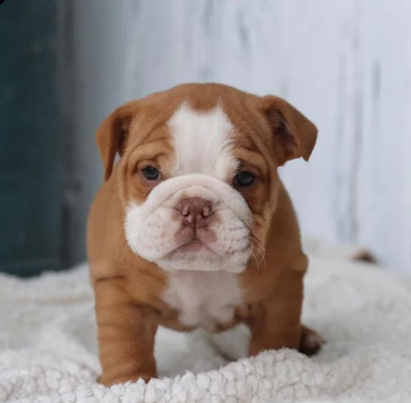 bulldog inglese dolce | Foto 0