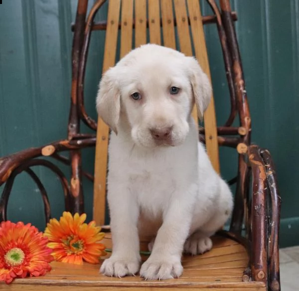 labrador retriever scintillante | Foto 0