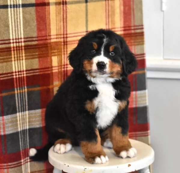 splendido cane da montagna bernese