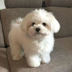 maltese toy