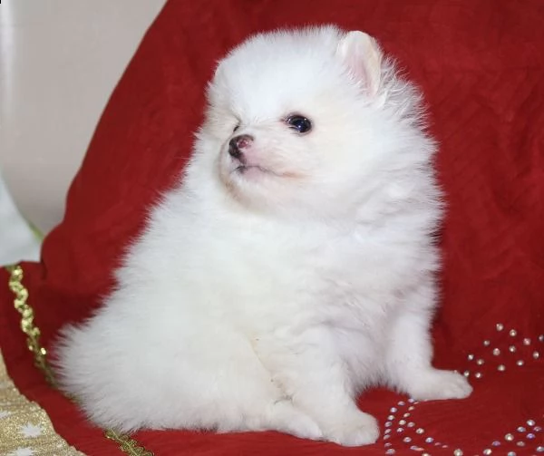 cucciolo di volpino pomerania