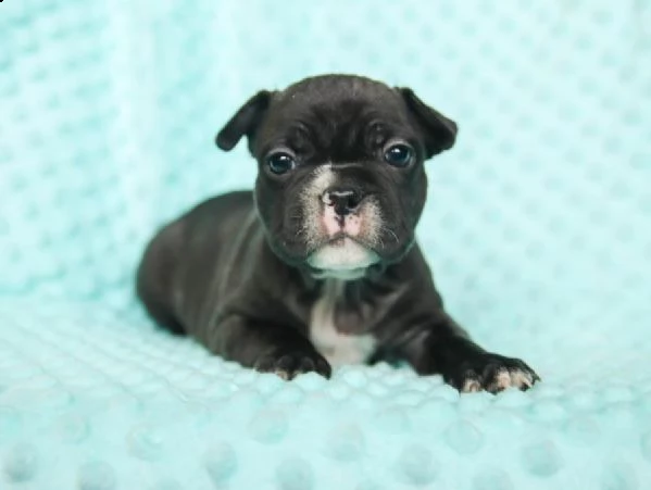 vendita cuccioli bulldog/bouledogue francese con pedigree | Foto 1